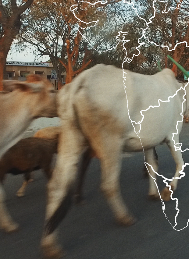 Cows on road in India