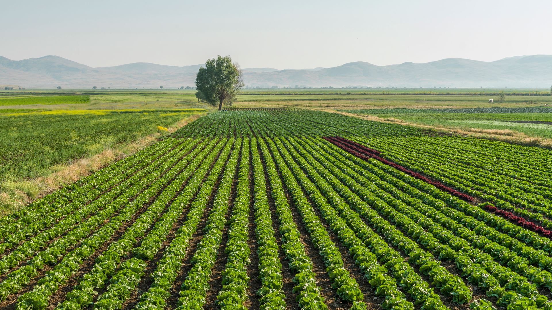 Green fields.