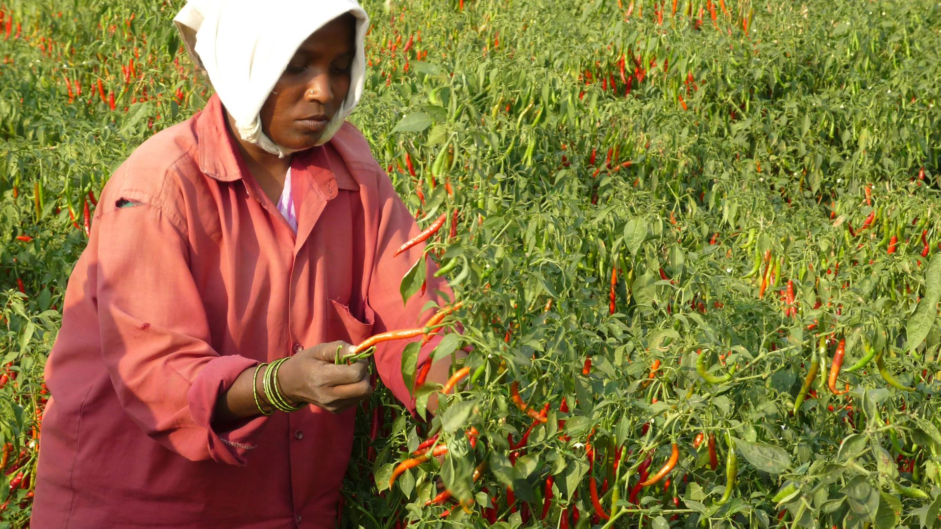 Besøk på en chili leverandør i India.