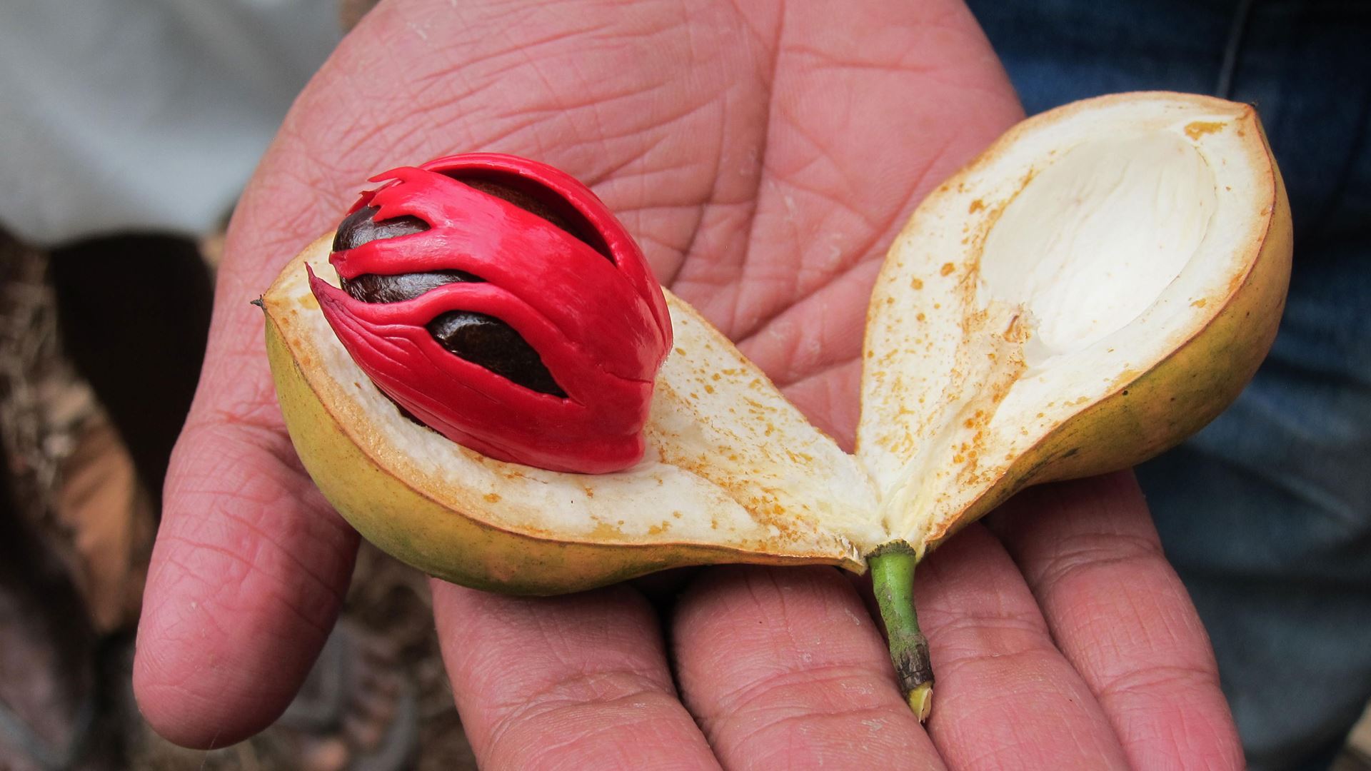 Muskotfrukt från Indien, med kryddorna muskotnöt och muskotblomma.