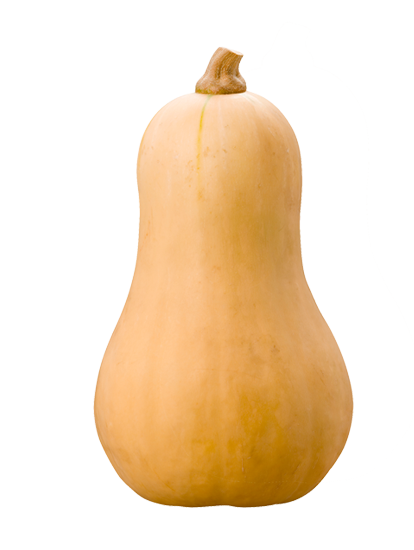 Courge butternut